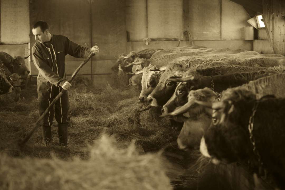 Aubrac Aubrac